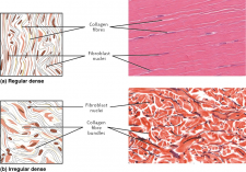 3.3 Connective Tissue Supports and Protects – Fundamentals of Anatomy ...