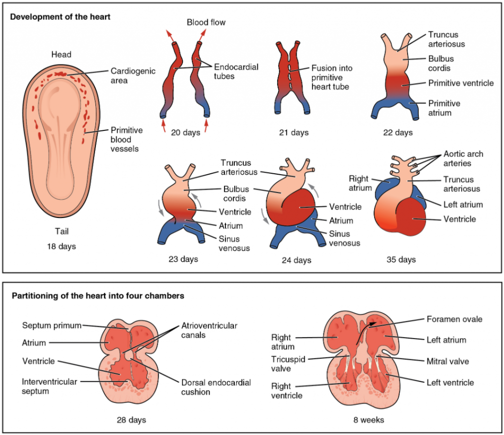 This diagram outlines the embryological development of the human heart during the first eight weeks and the subsequent formation of the four heart chambers.
