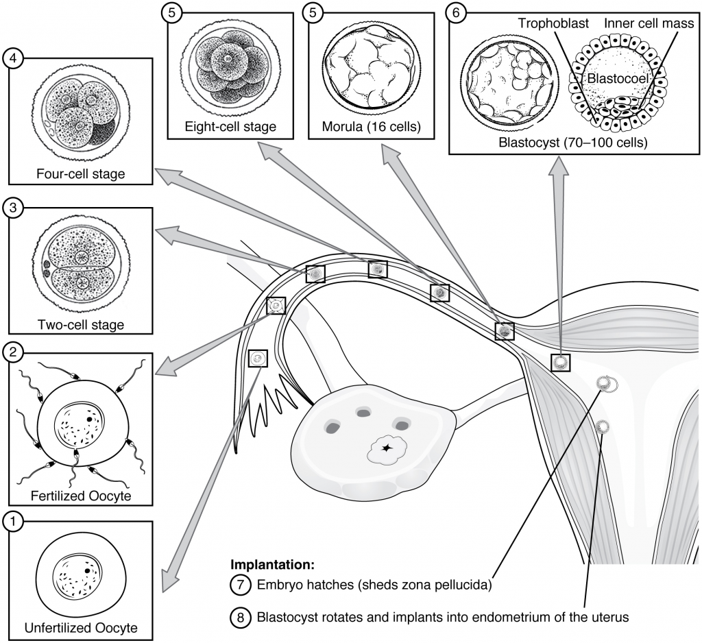 Diagram of Pre-embryonic development.
