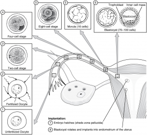 16.2 Embryonic Development – Fundamentals of Anatomy and Physiology