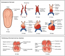 6.5 Development of the Heart – Fundamentals of Anatomy and Physiology