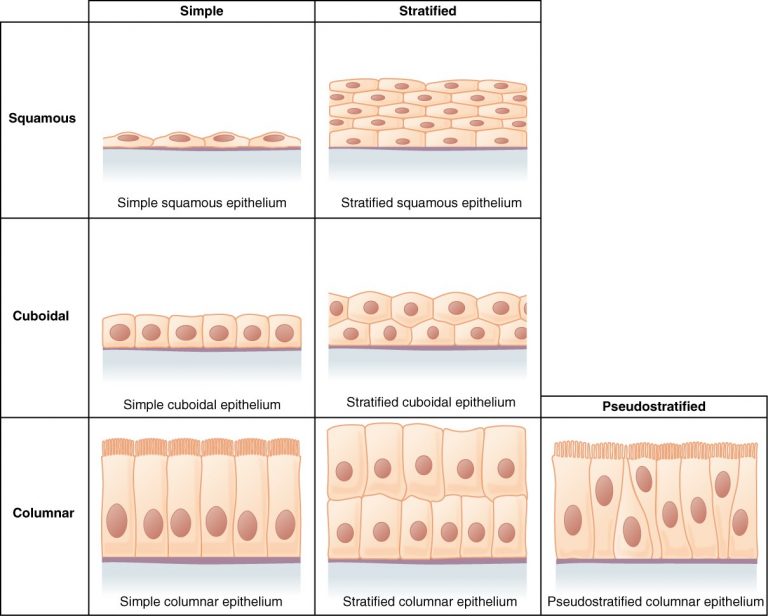 3 2 Epithelial Tissue Fundamentals Of Anatomy And Physiology