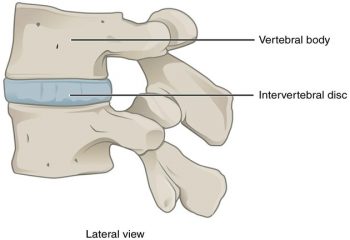 11.6 Classification of Joints – Fundamentals of Anatomy and Physiology