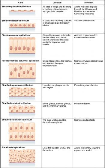 3.2 Epithelial Tissue – Fundamentals of Anatomy and Physiology