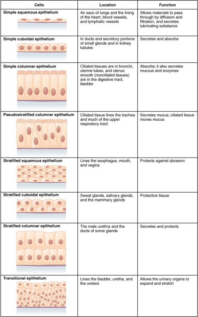 Summary table of epithelial tissue cells