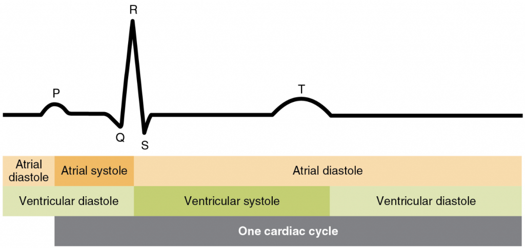 Relationship between the cardiac cycle and ECG
