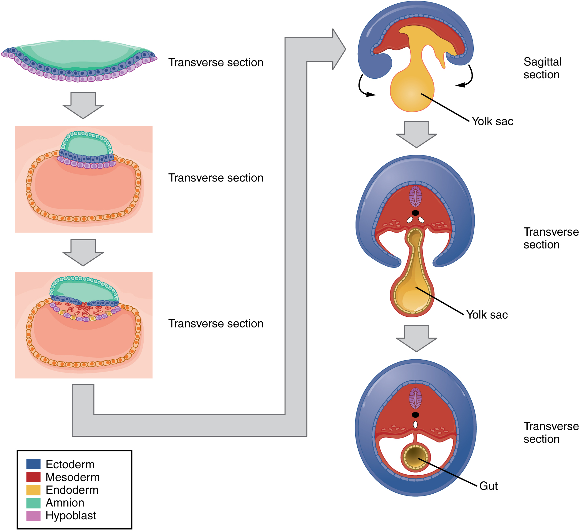 16.2 Embryonic Development – Fundamentals Of Anatomy And Physiology