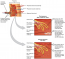 5.6 Blood Typing – Fundamentals of Anatomy and Physiology