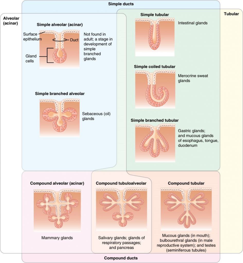 Diagram of types of exocrine glands such as mammary glands, salivary glands and mucous glands