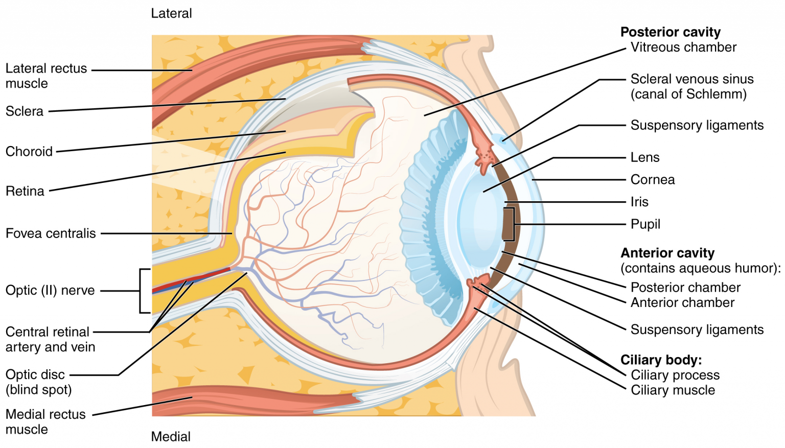 13.10 Sensory Perception – Fundamentals of Anatomy and Physiology