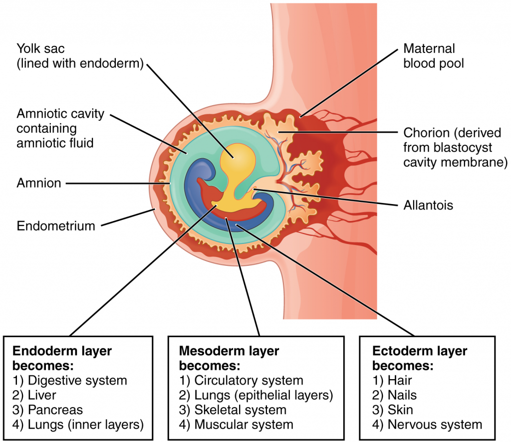 Fates of germ layers in embryo. Following gastrulation of the embryo in the third week, embryonic cells of the ectoderm, mesoderm, and endoderm begin to migrate and differentiate into the cell lineages that will give rise to mature organs and organ systems in the infant.