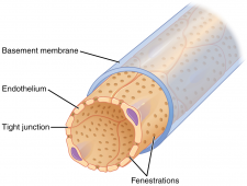 17.4 Microscopic Anatomy of the Kidney – Fundamentals of Anatomy and ...