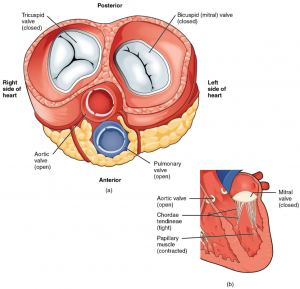 6.1 Heart Anatomy – Fundamentals of Anatomy and Physiology