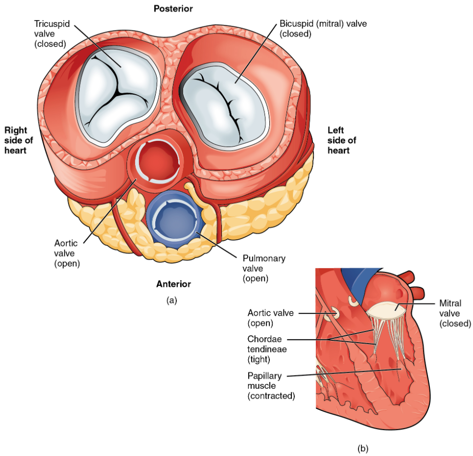 (a) A transverse section through the heart illustrates the four heart valves during ventricular contraction. The two atrioventricular valves are closed, but the two semilunar valves are open. The atria and vessels have been removed. (b) A frontal view shows the closed mitral (bicuspid) valve that prevents backflow of blood into the left atrium. The aortic semilunar valve is open to allow blood to be ejected into the aorta.