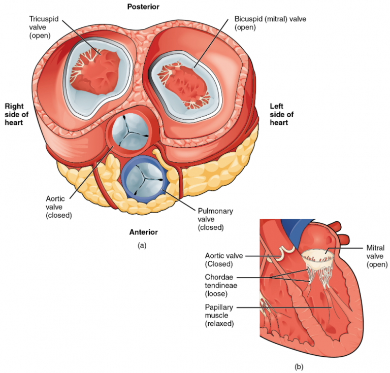 6.1 Heart Anatomy Fundamentals of Anatomy and Physiology