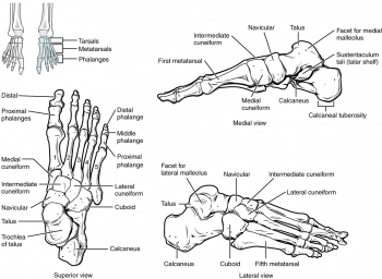 11.4 Bones of the Lower Limb – Fundamentals of Anatomy and Physiology