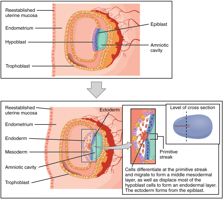 16.2 Embryonic Development – Fundamentals of Anatomy and Physiology