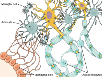 13.2 Nervous Tissue – Fundamentals of Anatomy and Physiology