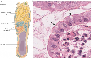 3.2 Epithelial Tissue – Fundamentals of Anatomy and Physiology