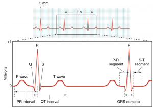 6.2 Cardiac Muscle and Electrical Activity – Fundamentals of Anatomy ...