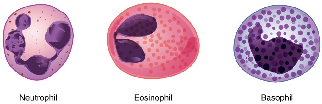 Granular leukocytes