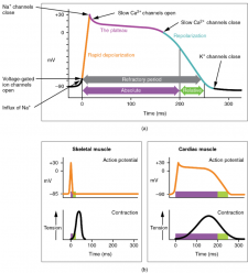 6.2 Cardiac Muscle and Electrical Activity – Fundamentals of Anatomy ...