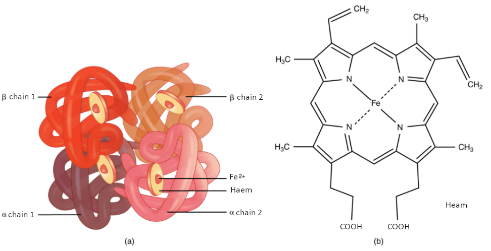 Diagram of haemoglobin