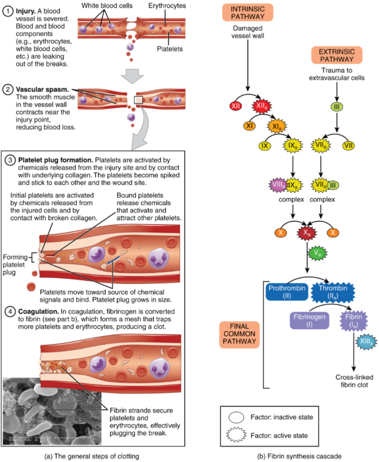 Does inhibiting the formation of the new blood vessels aid in