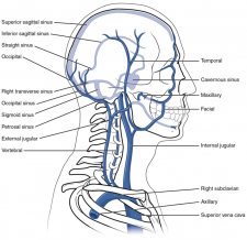 6.10 Circulatory Pathways – Fundamentals of Anatomy and Physiology