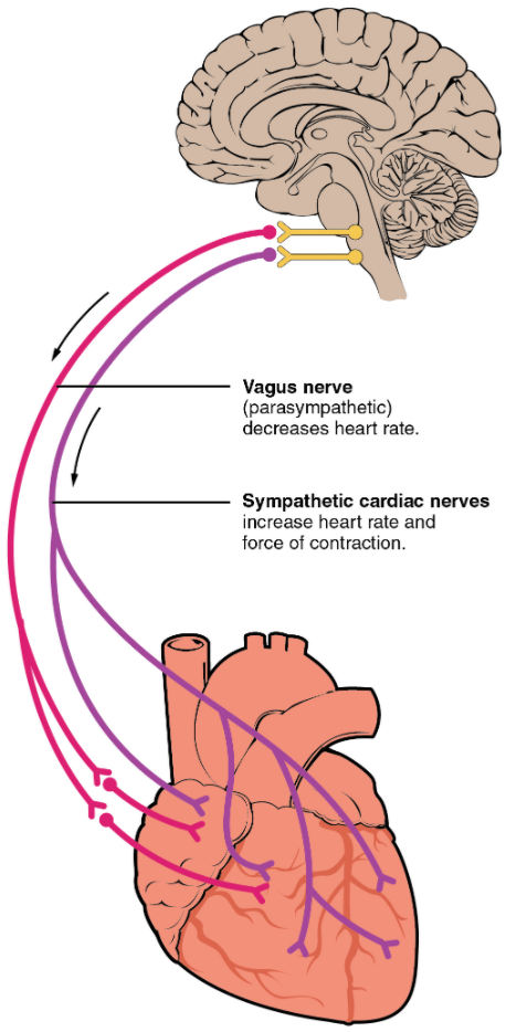 Autonomic innervation of the heart.