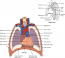 6.1 Heart Anatomy – Fundamentals of Anatomy and Physiology