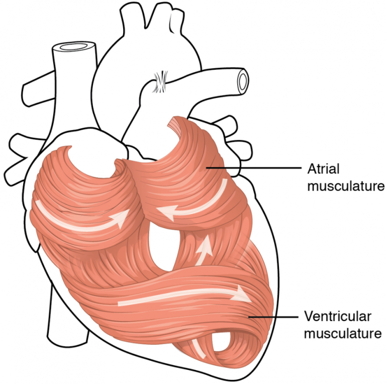 6.1 Heart Anatomy Fundamentals of Anatomy and Physiology