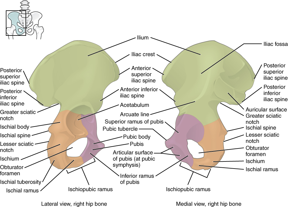 Diagram of hip bone