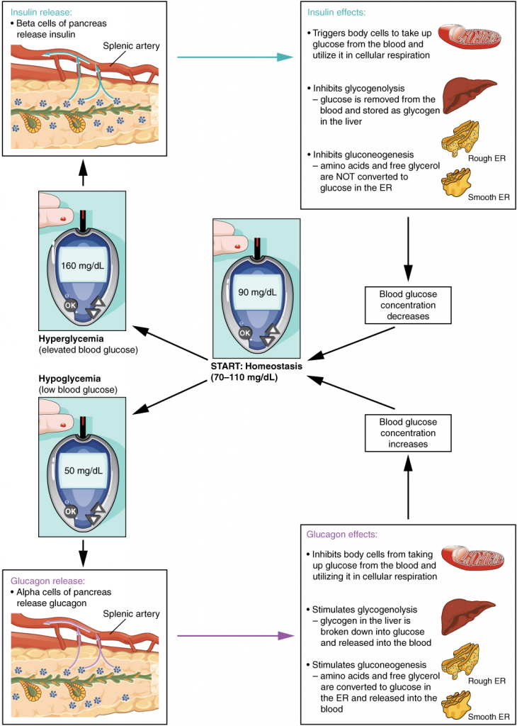 Diagram of Homeostatic regulation of blood glucose levels