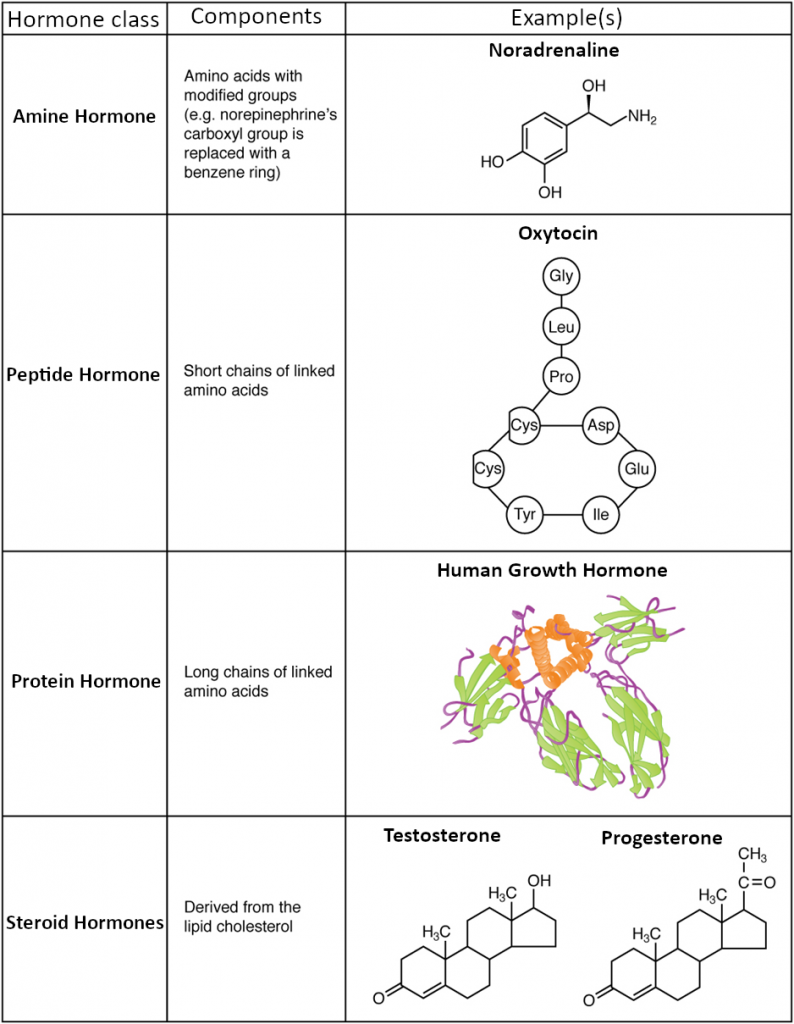 Amine, peptide, protein and steroid hormone structure