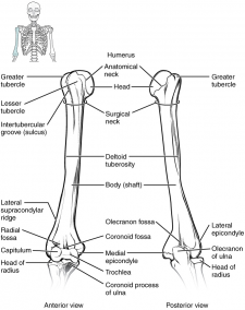 11.2 Bones of the Upper Limb – Fundamentals of Anatomy and Physiology