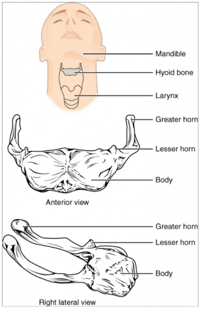 Diagram of hyoid bone