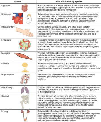 6.10 Circulatory Pathways – Fundamentals of Anatomy and Physiology