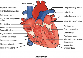 6.1 Heart Anatomy – Fundamentals of Anatomy and Physiology