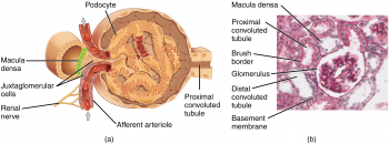 17.4 Microscopic Anatomy of the Kidney – Fundamentals of Anatomy and ...