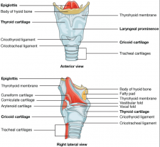 8.1 Organs and Structures of the Respiratory System – Fundamentals of ...