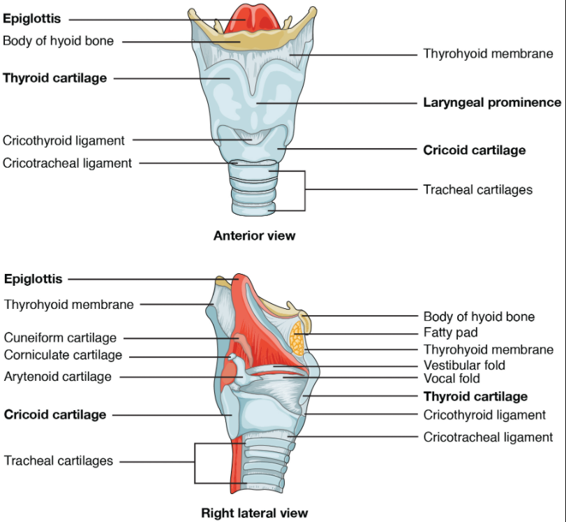 Diagram of Larynx