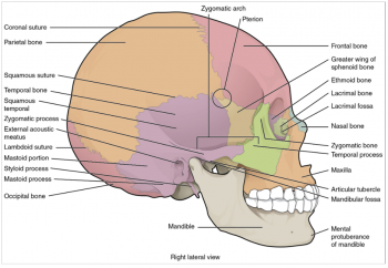 10.9 The Skull – Fundamentals of Anatomy and Physiology