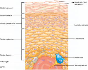 4.1 Layers of the Skin – Fundamentals of Anatomy and Physiology