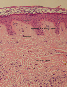 4.1 Layers of the Skin – Fundamentals of Anatomy and Physiology