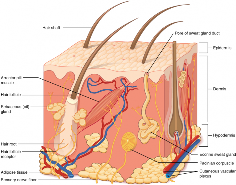 4.1 Layers of the Skin – Fundamentals of Anatomy and Physiology