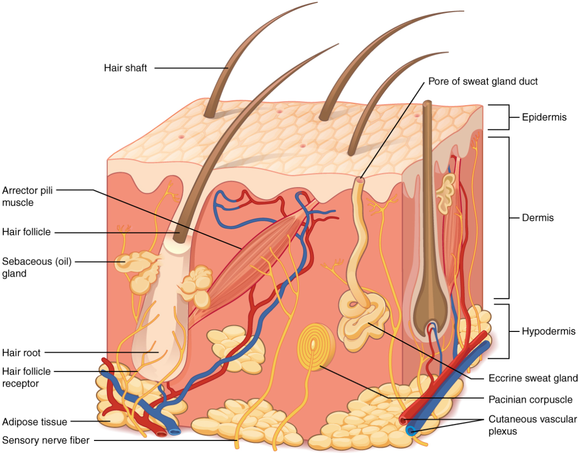 4-1-layers-of-the-skin-fundamentals-of-anatomy-and-physiology