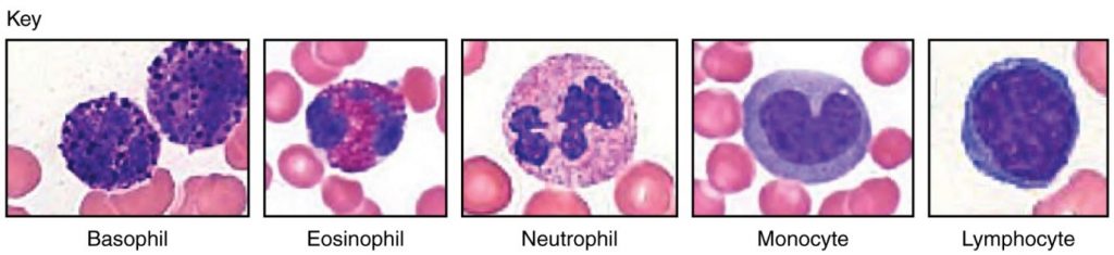 Leukocytes