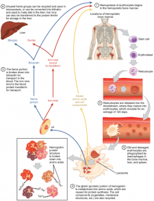 5.3 Erythrocytes – Fundamentals of Anatomy and Physiology