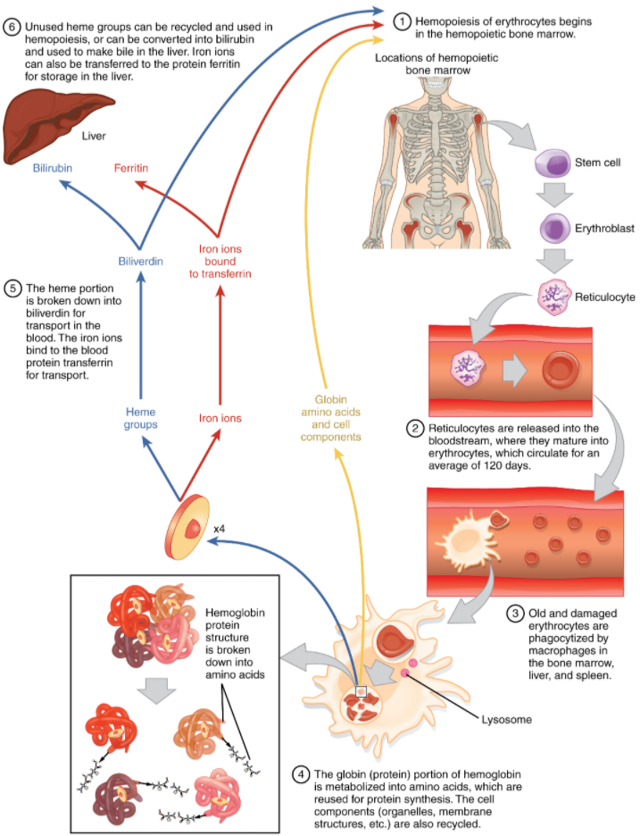 Diagram of Erythrocyte lifecycle